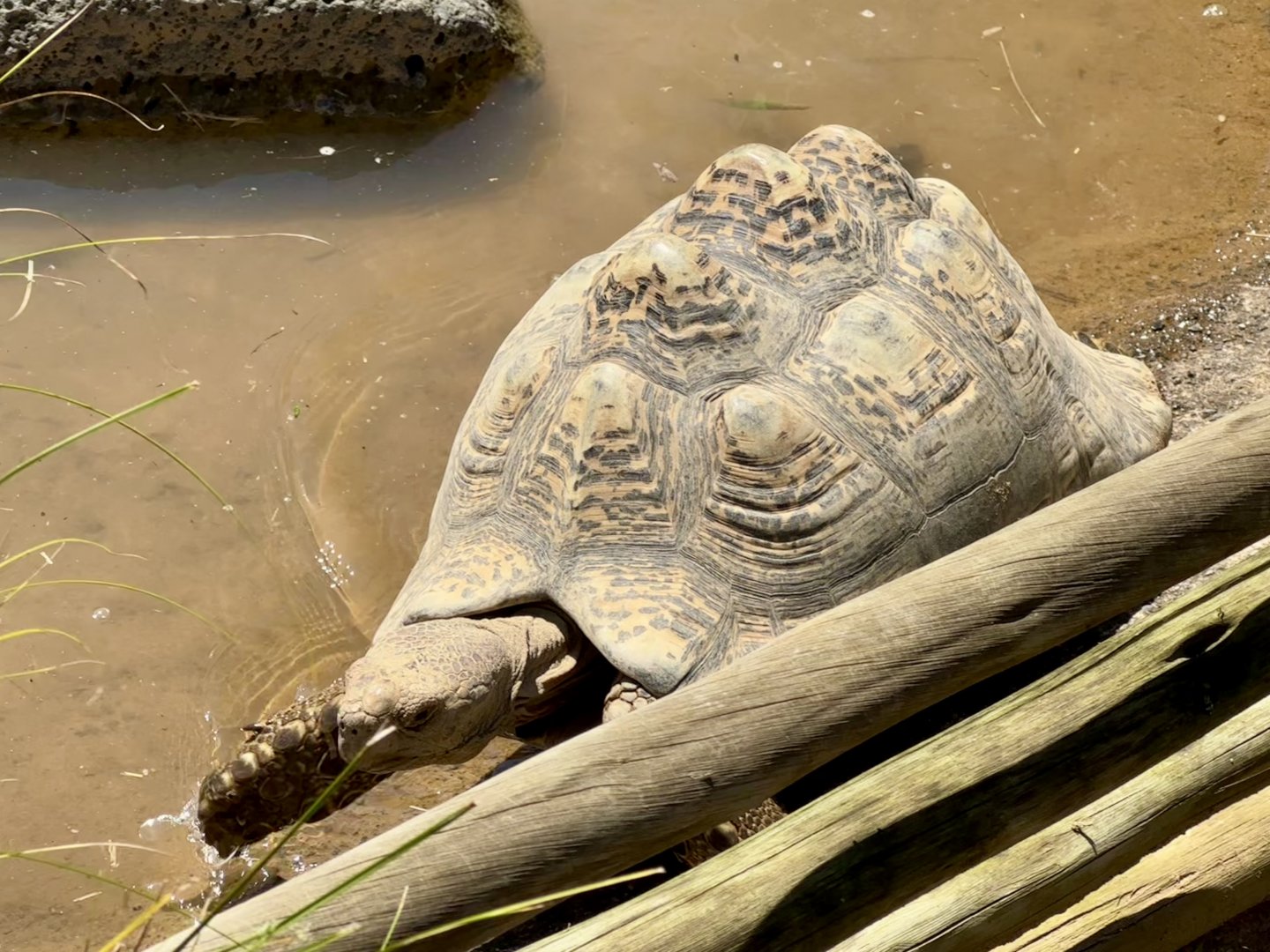 Leopard Tortoise (Wading)