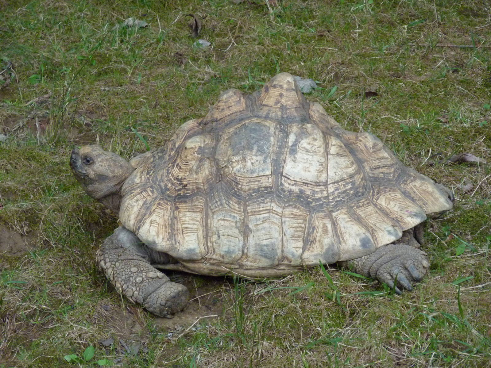 Leopard Tortoise