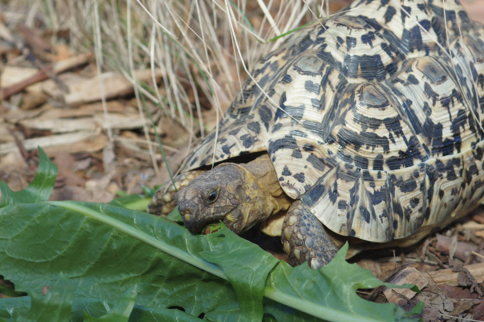 Leopard Tortoise