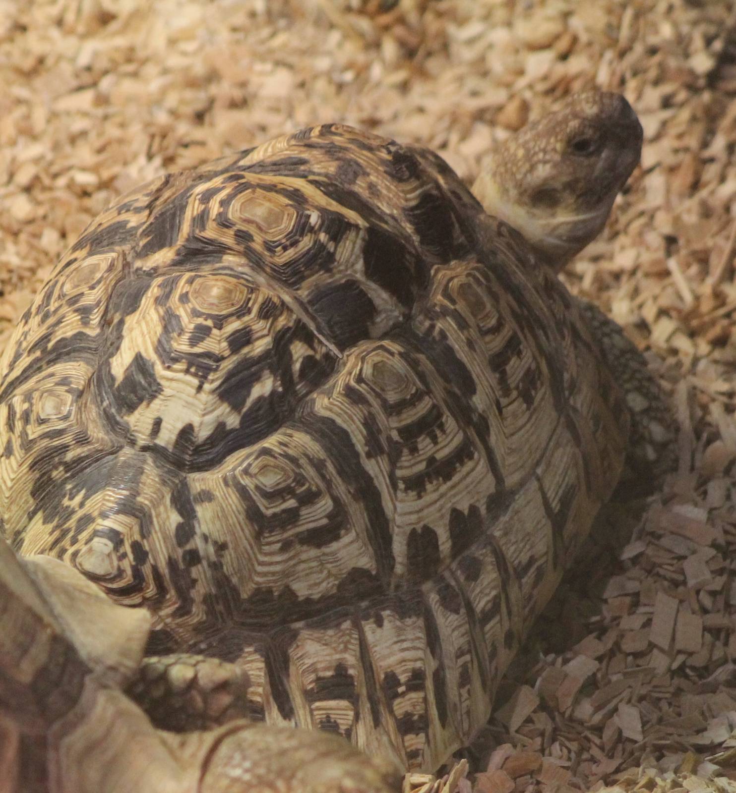 leopard tortoise
