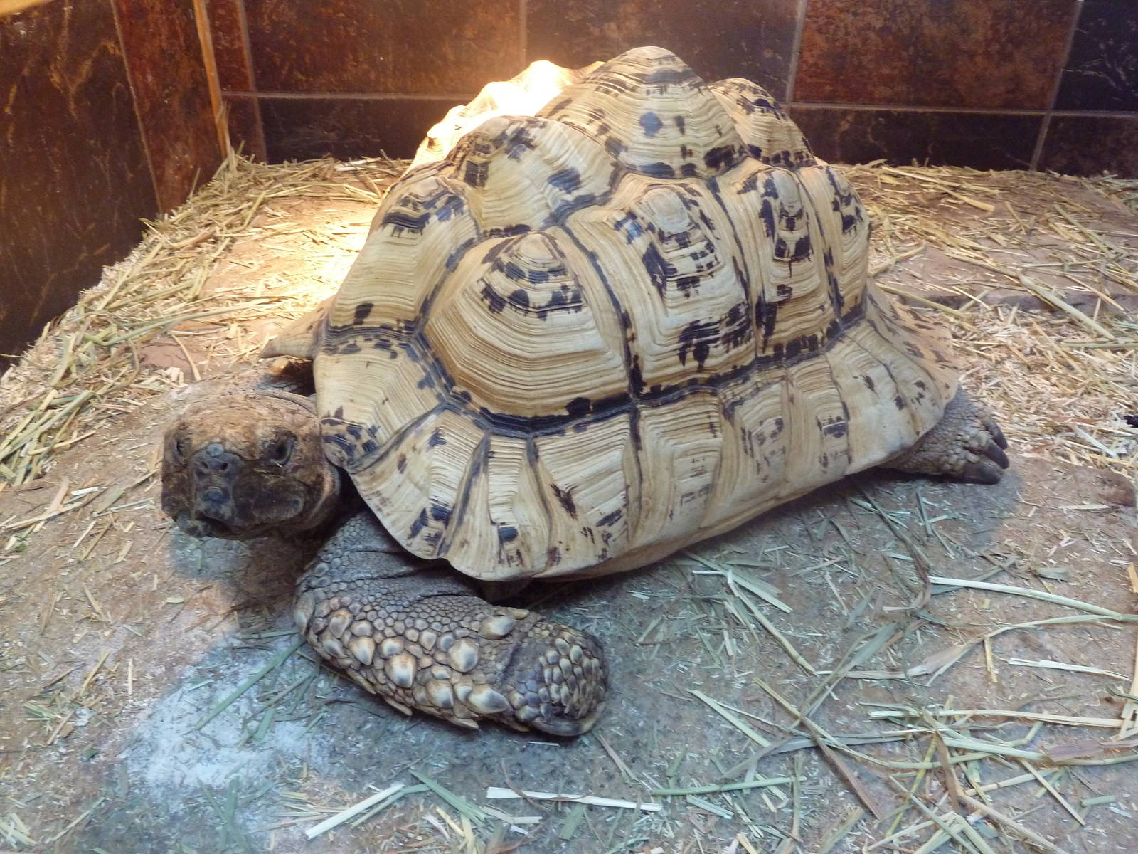 Leopard Tortoise