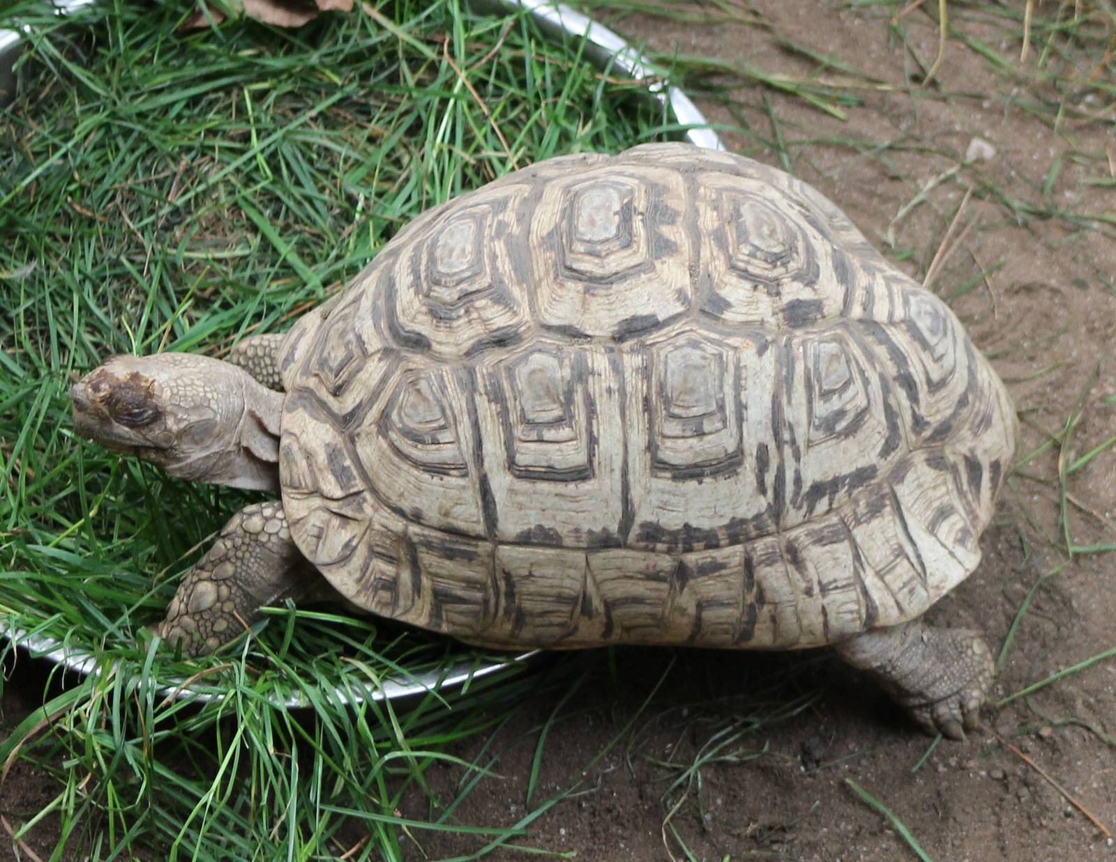 Leopard tortoise