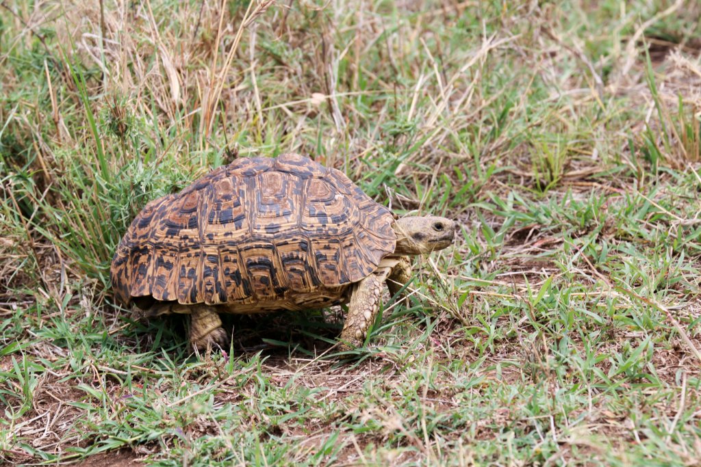 Leopard Tortoise