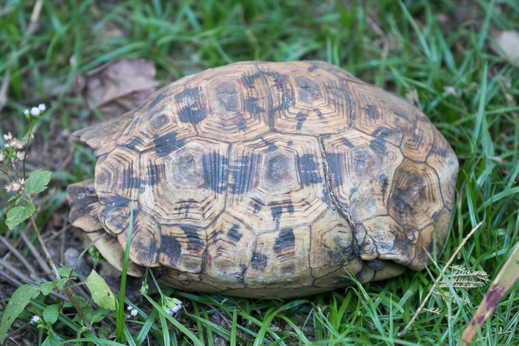 Leopard Tortoise