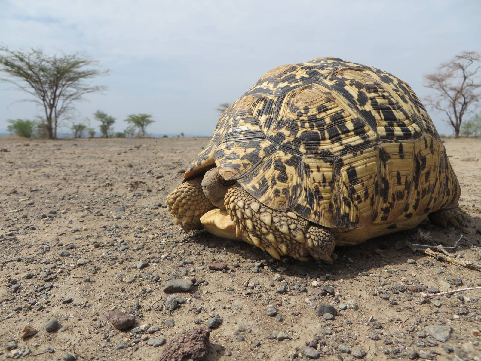 Leopard tortoise