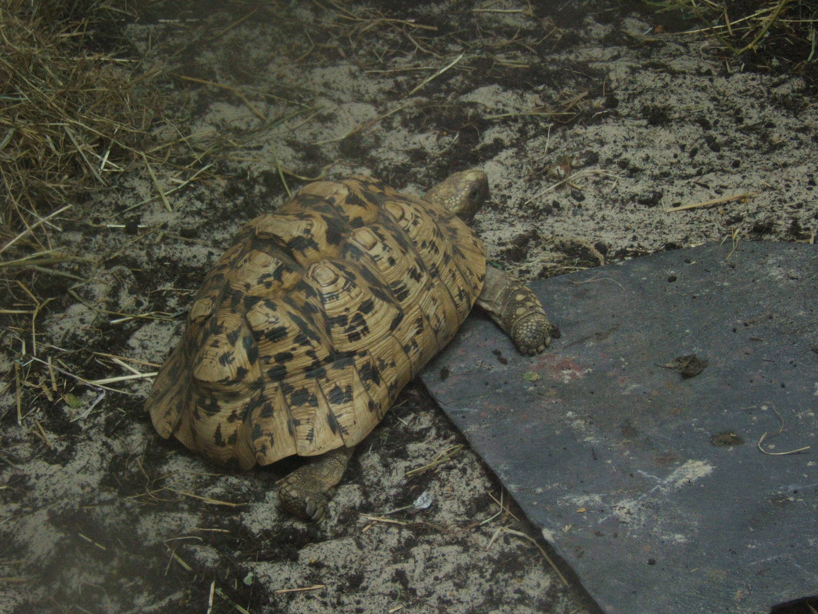 Leopard Tortoise