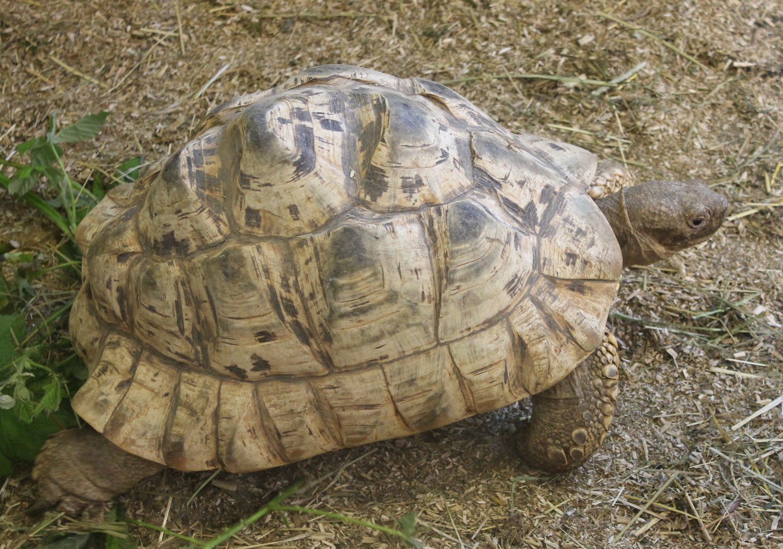 Leopard tortoise