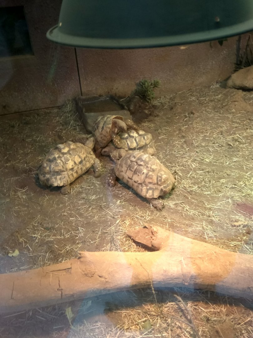 leopard tortoise