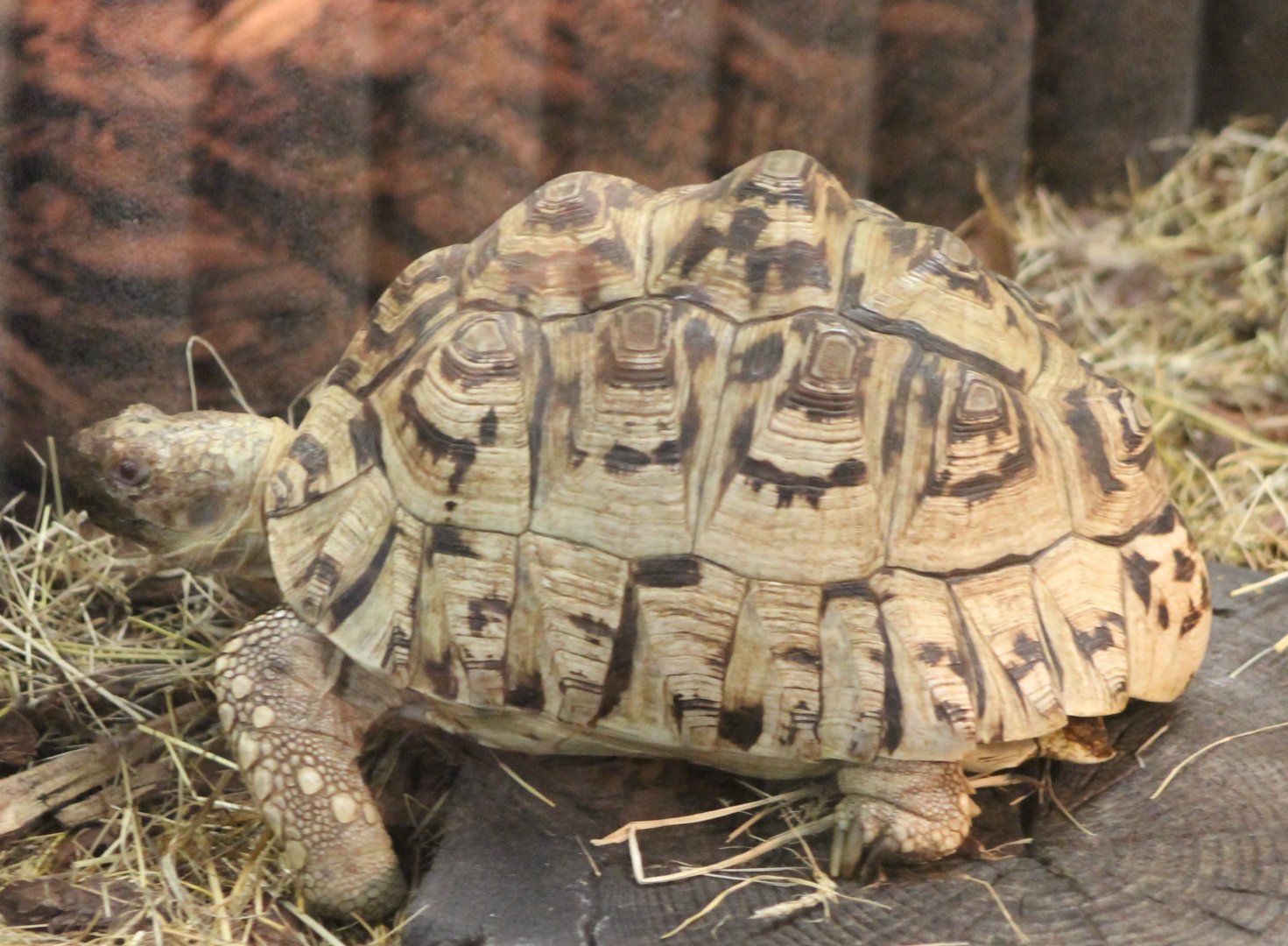 Leopard tortoise