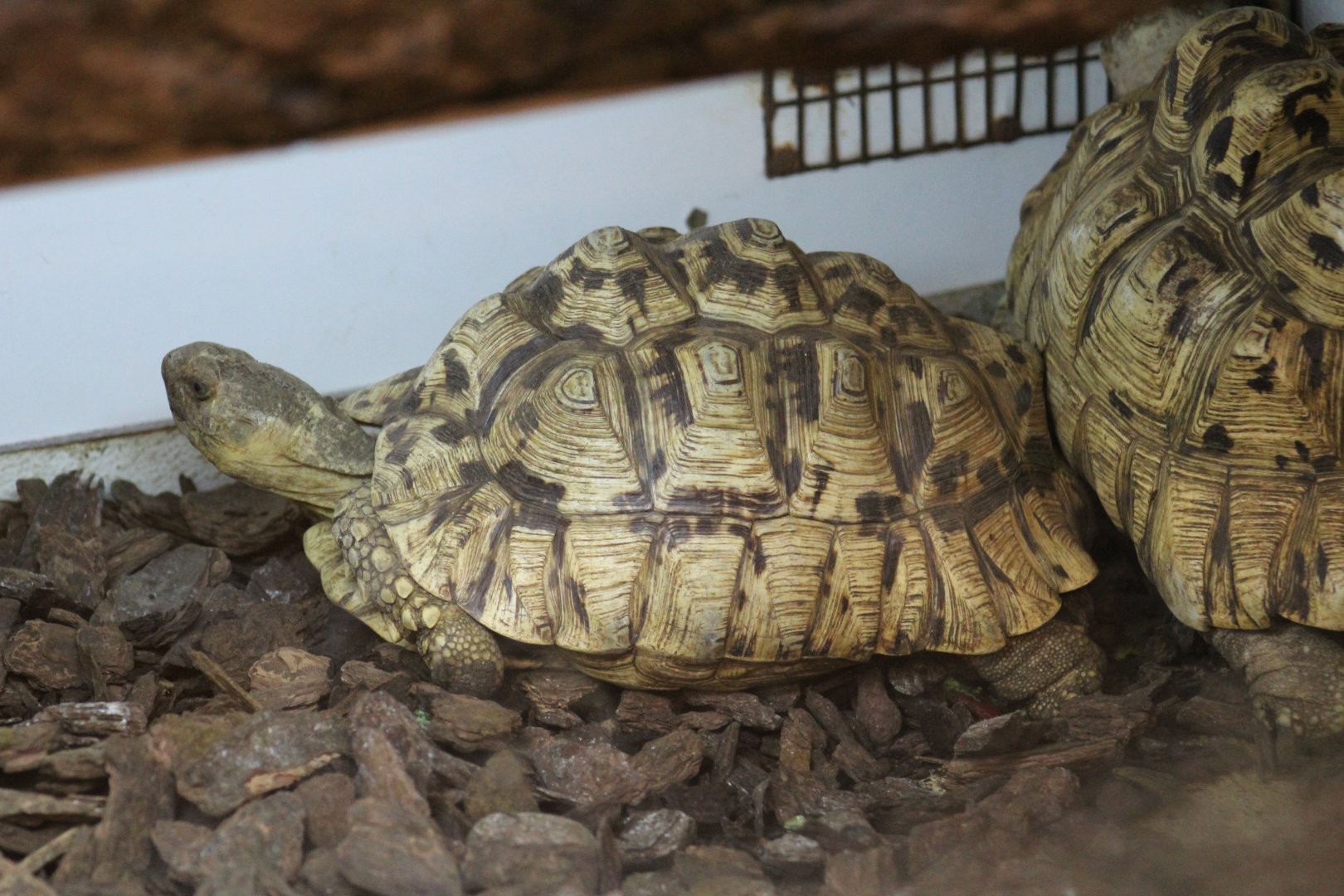 Leopard Tortoise