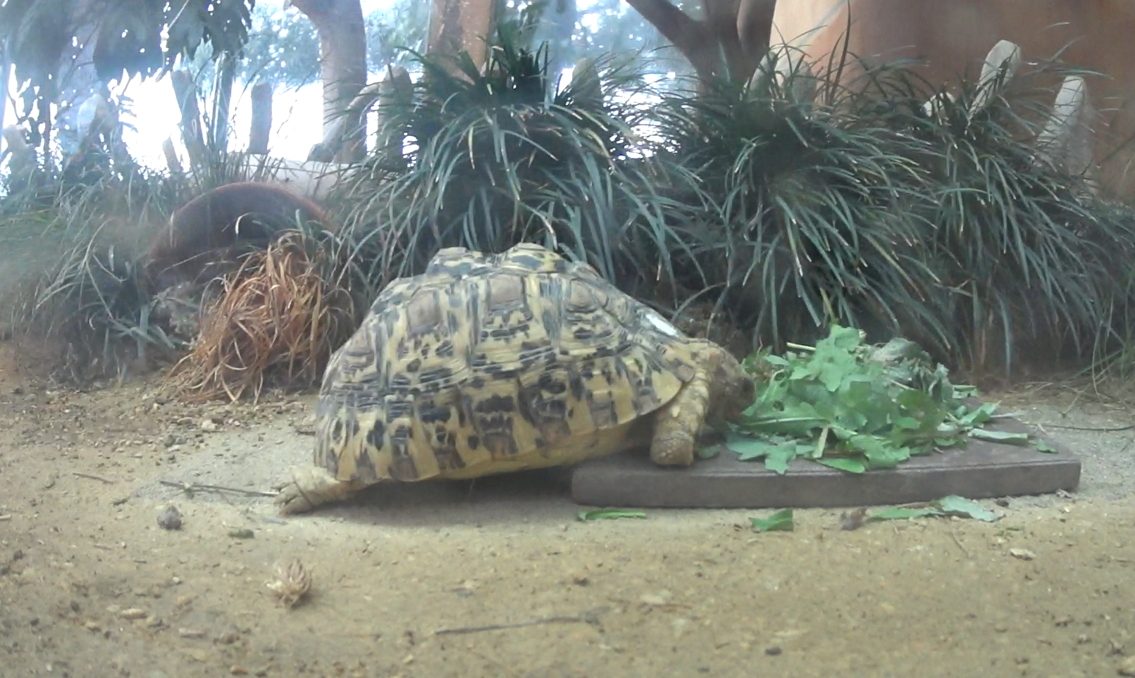 Leopard Tortoise