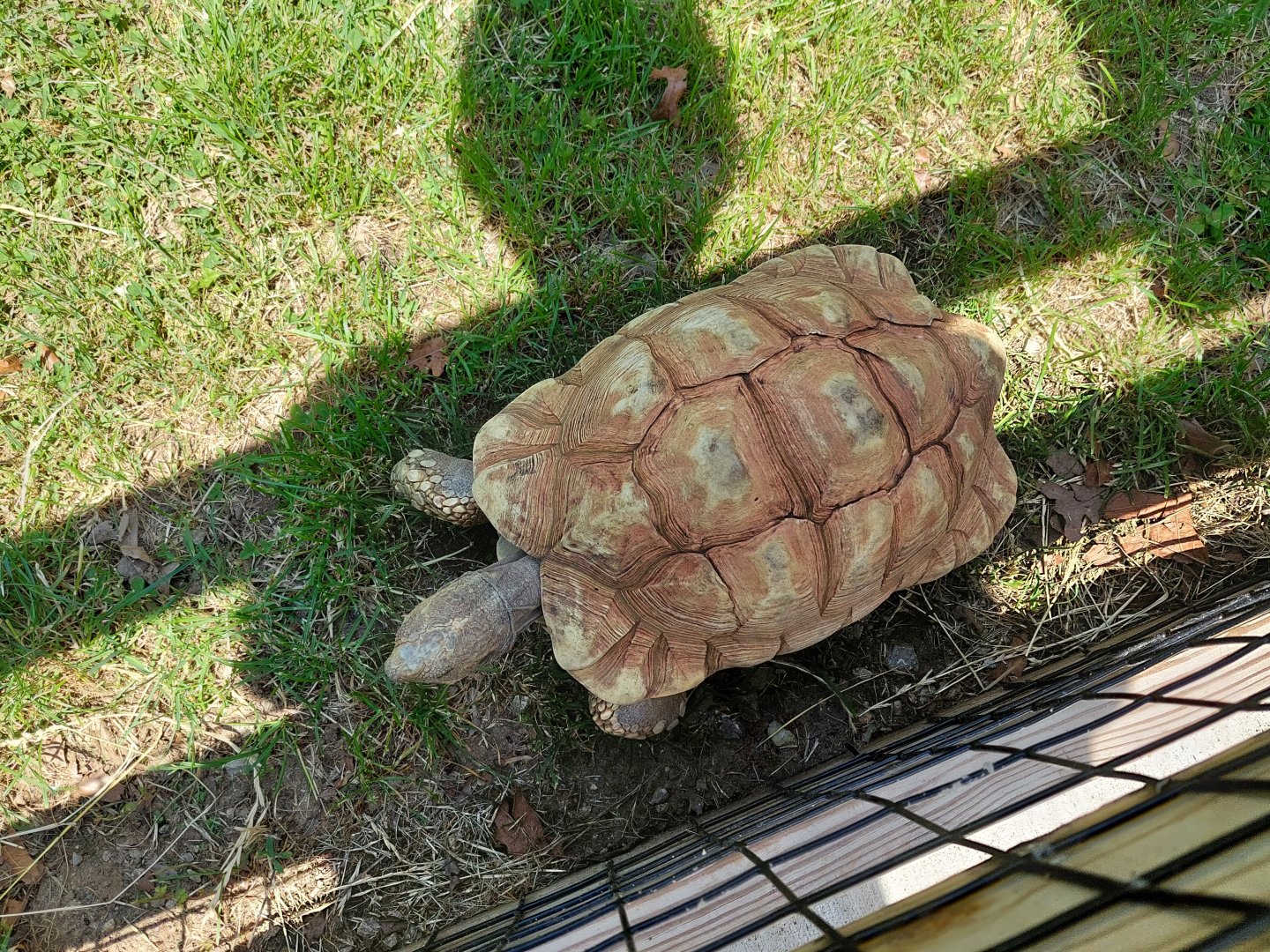 Leopard Tortoise