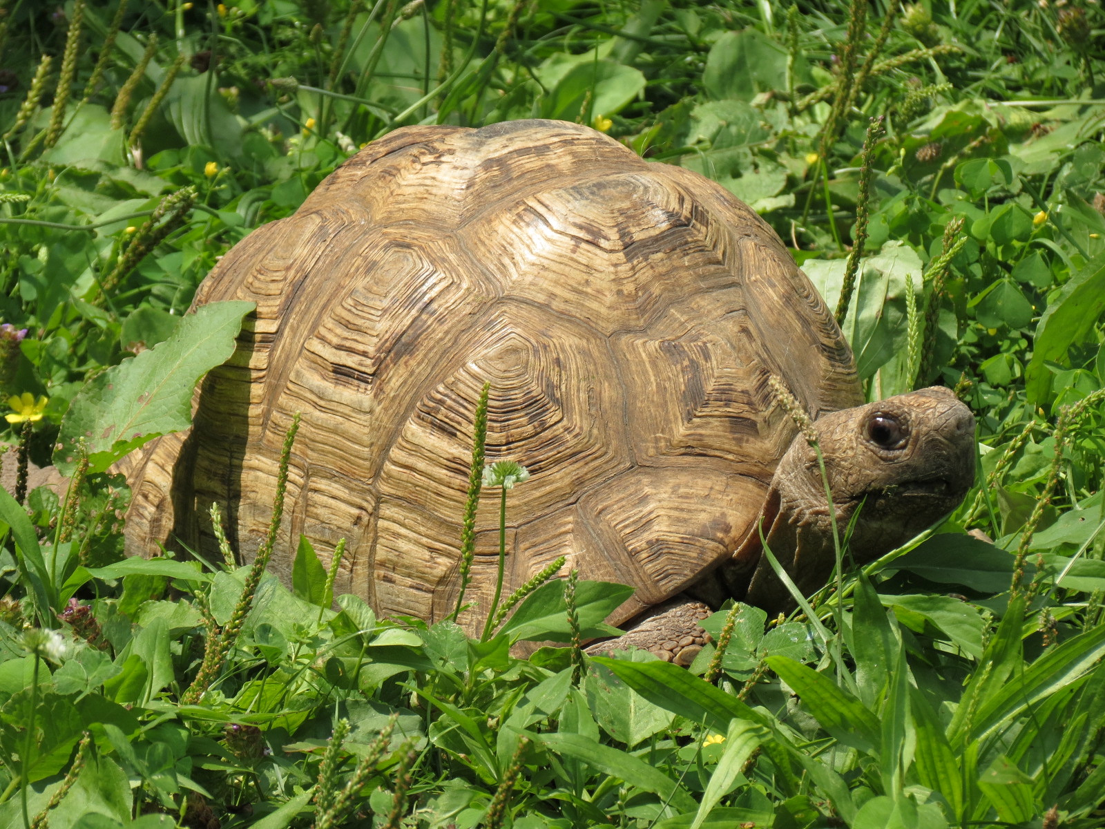 Leopard Tortoise