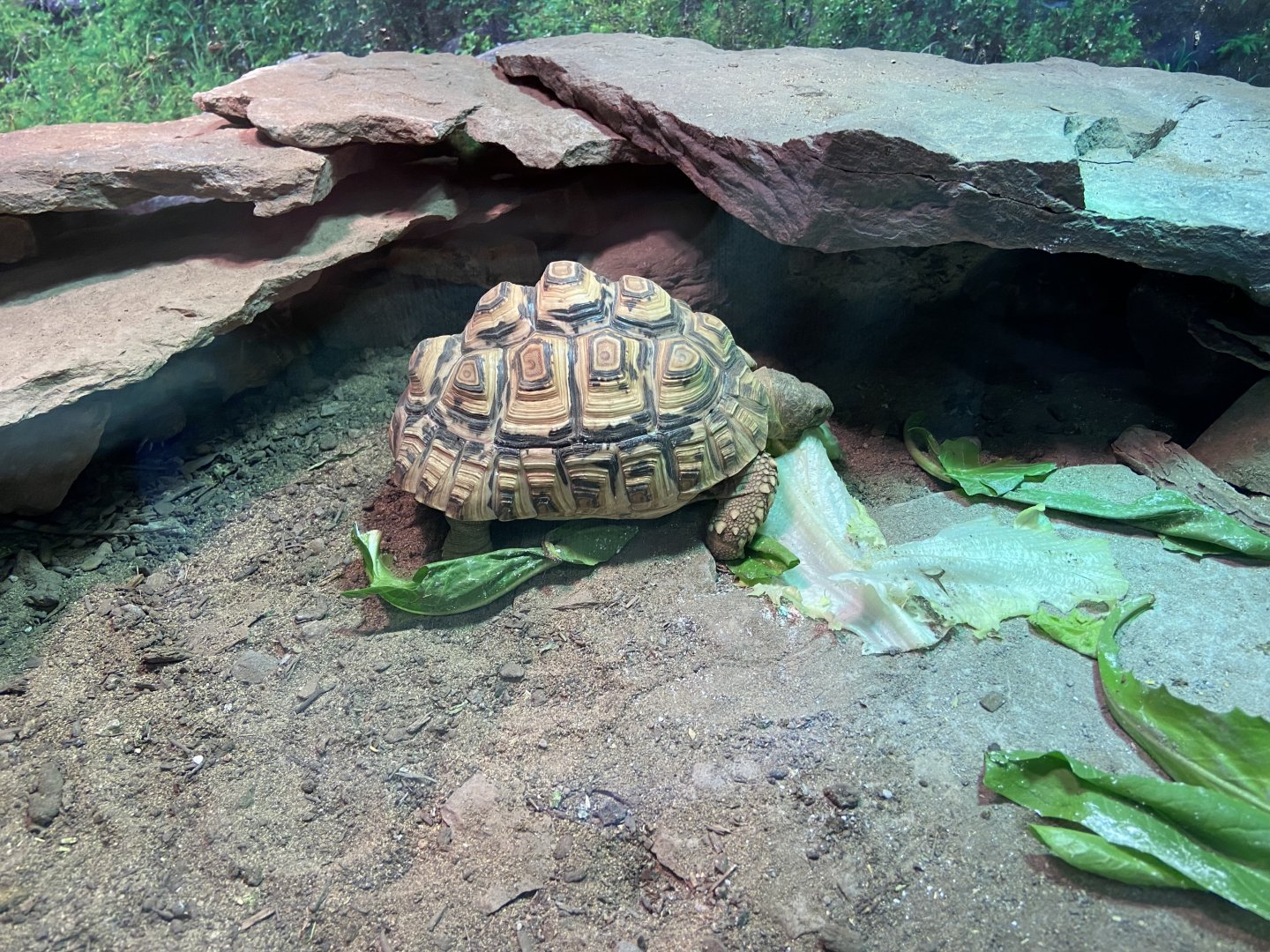 Leopard Tortoise