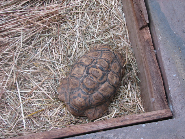 Leopard tortoise