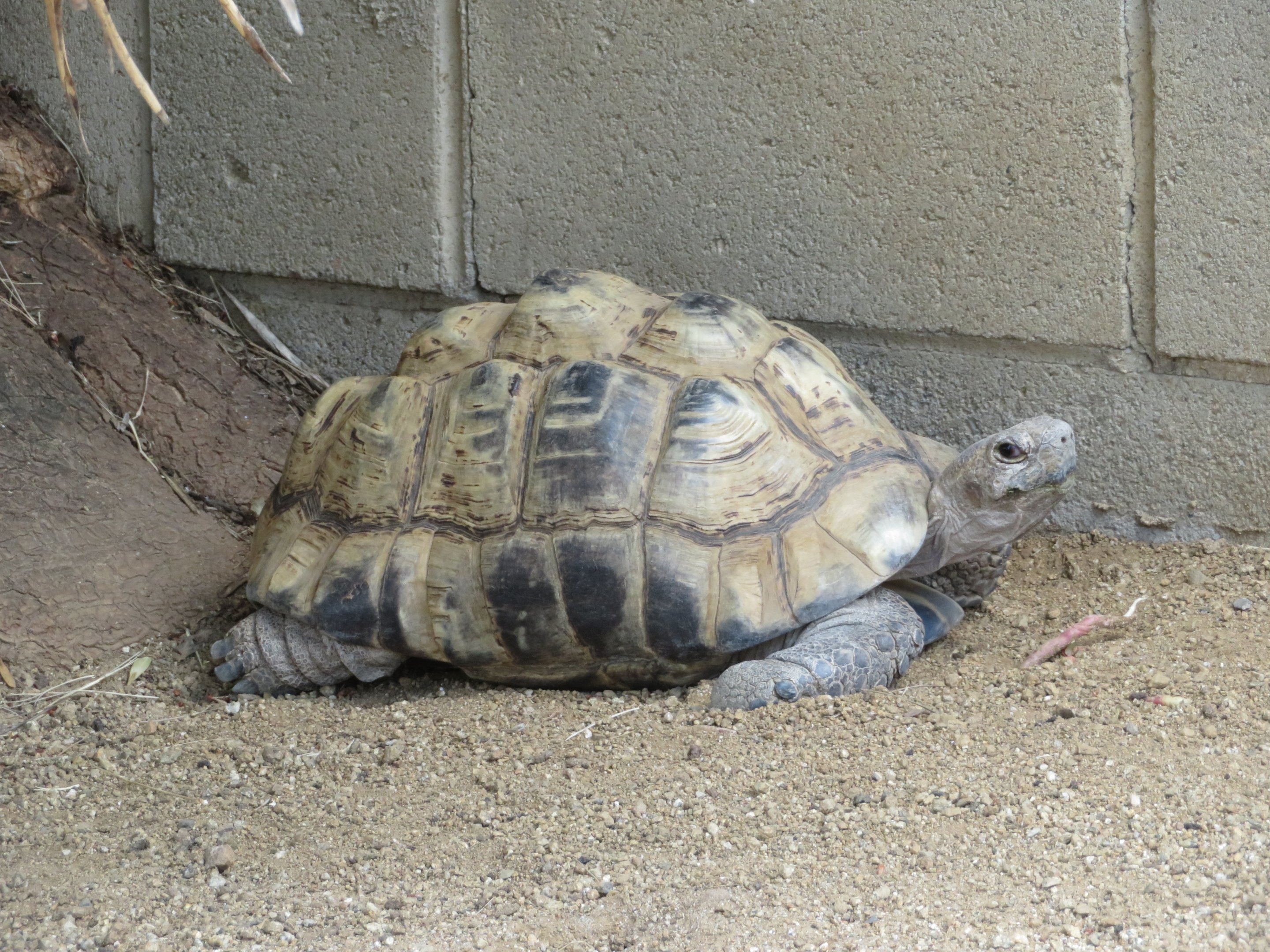 Leopard Tortoise