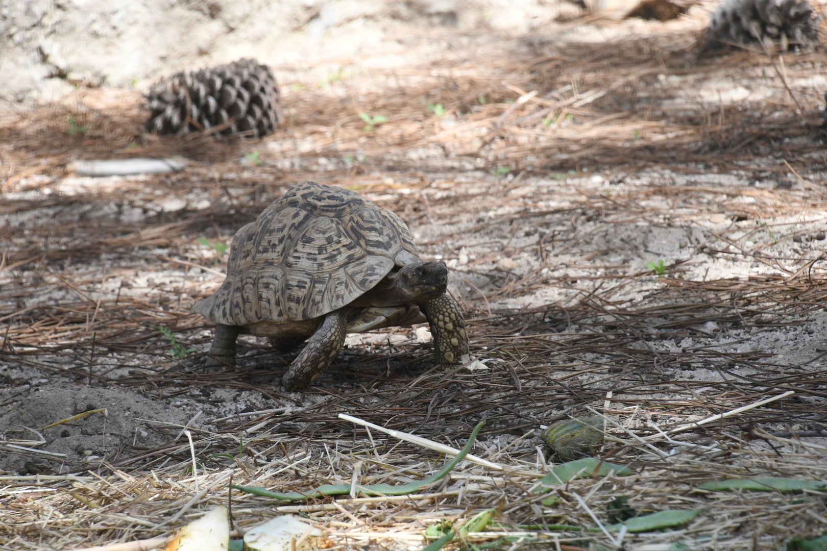 Leopard Tortoise