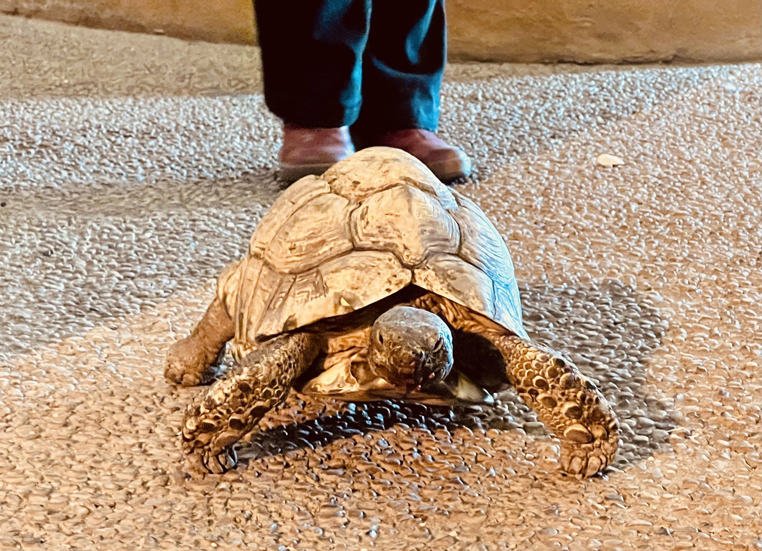 Leopard Tortoise