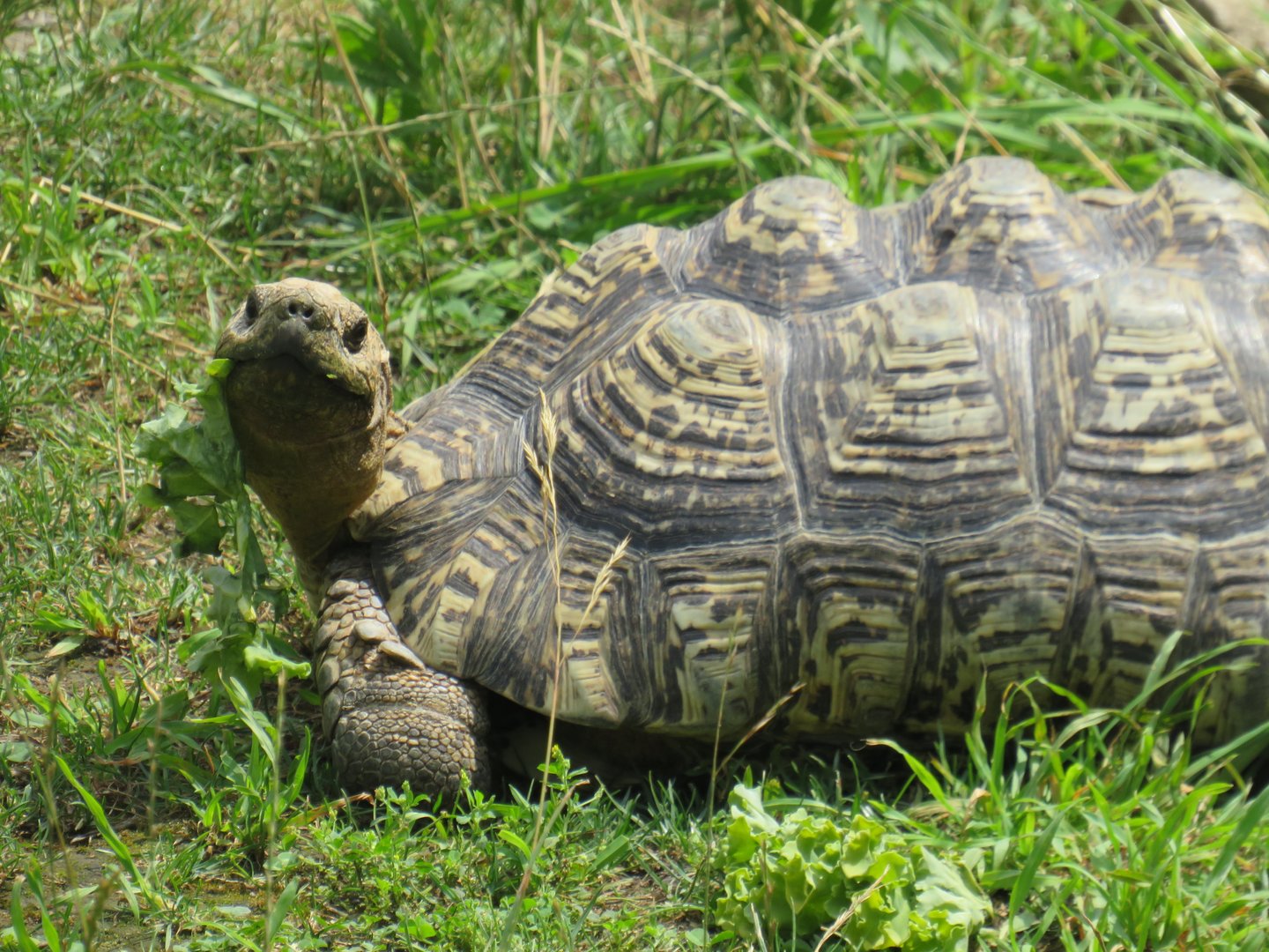 Leopard tortoise
