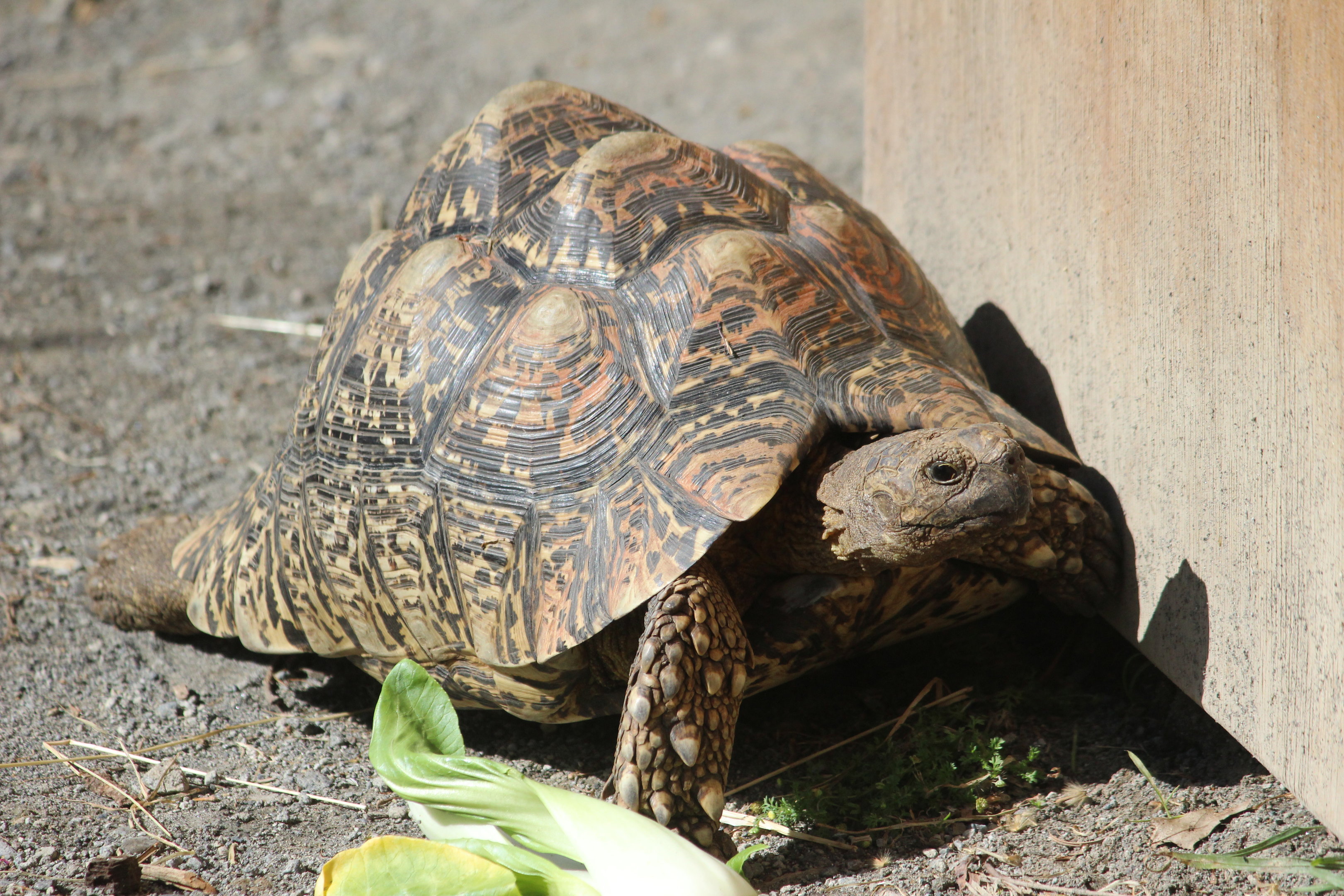 Leopard Tortoise