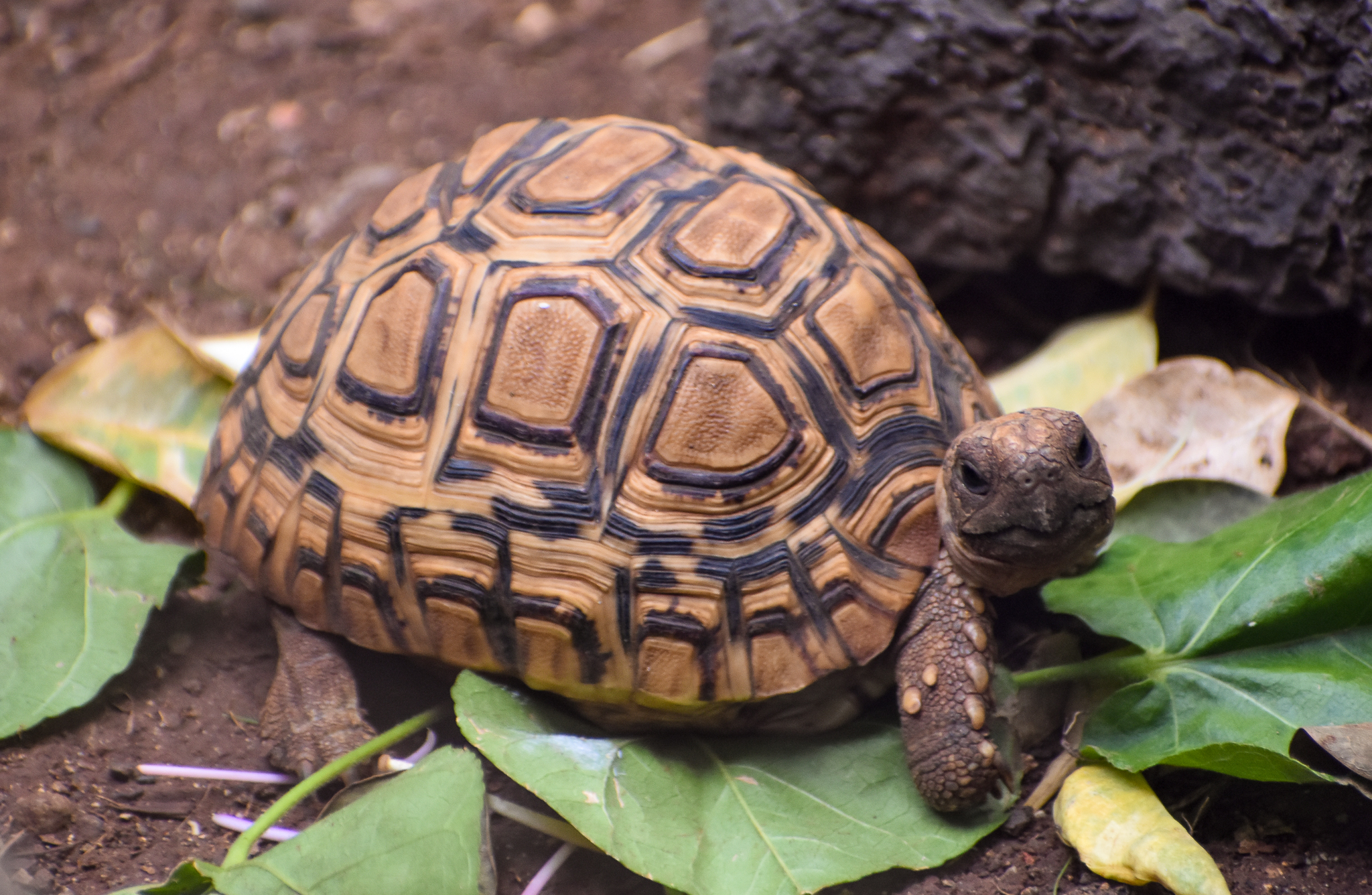 Leopard Tortoise
