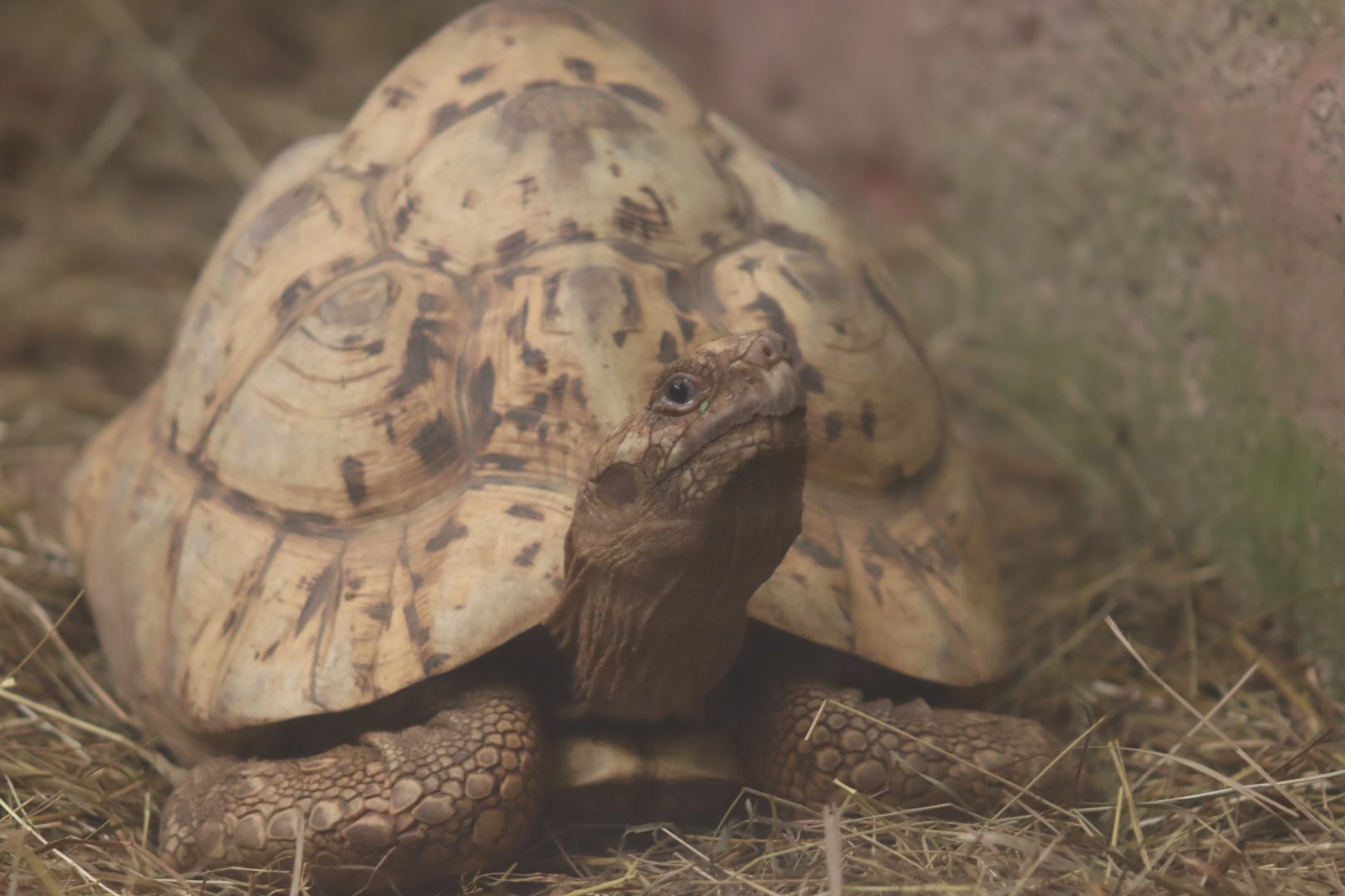 Leopard Tortoise