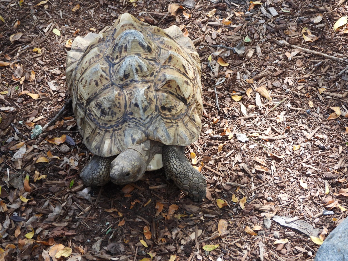Leopard tortoise