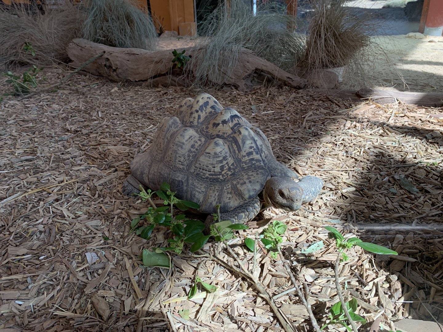 Leopard Tortoise