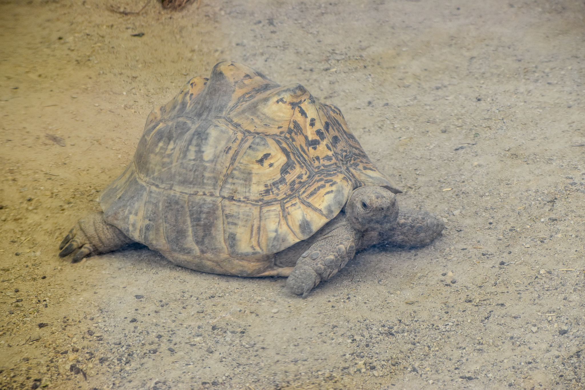 Leopard Tortoise