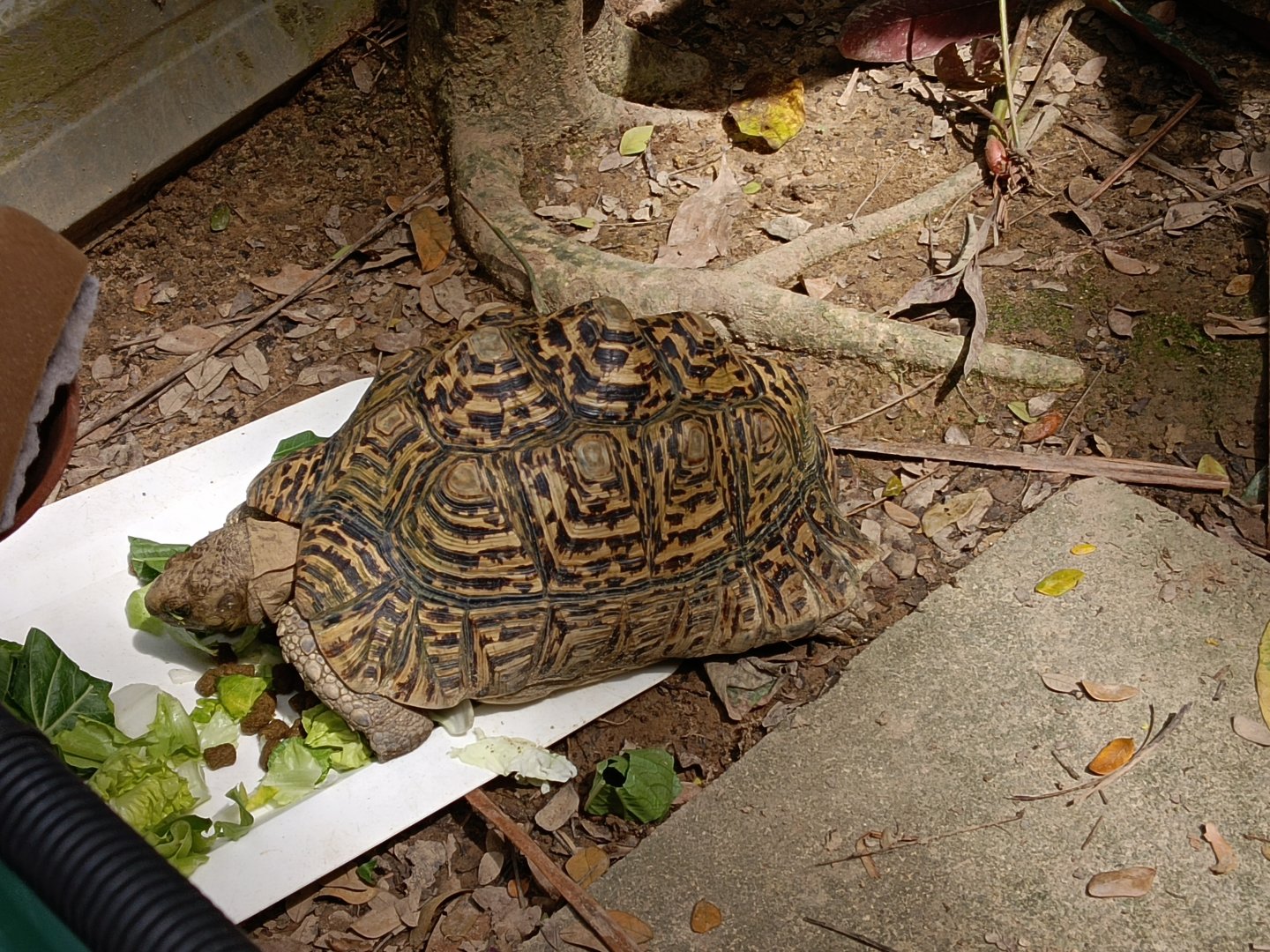 Leopard Tortoise