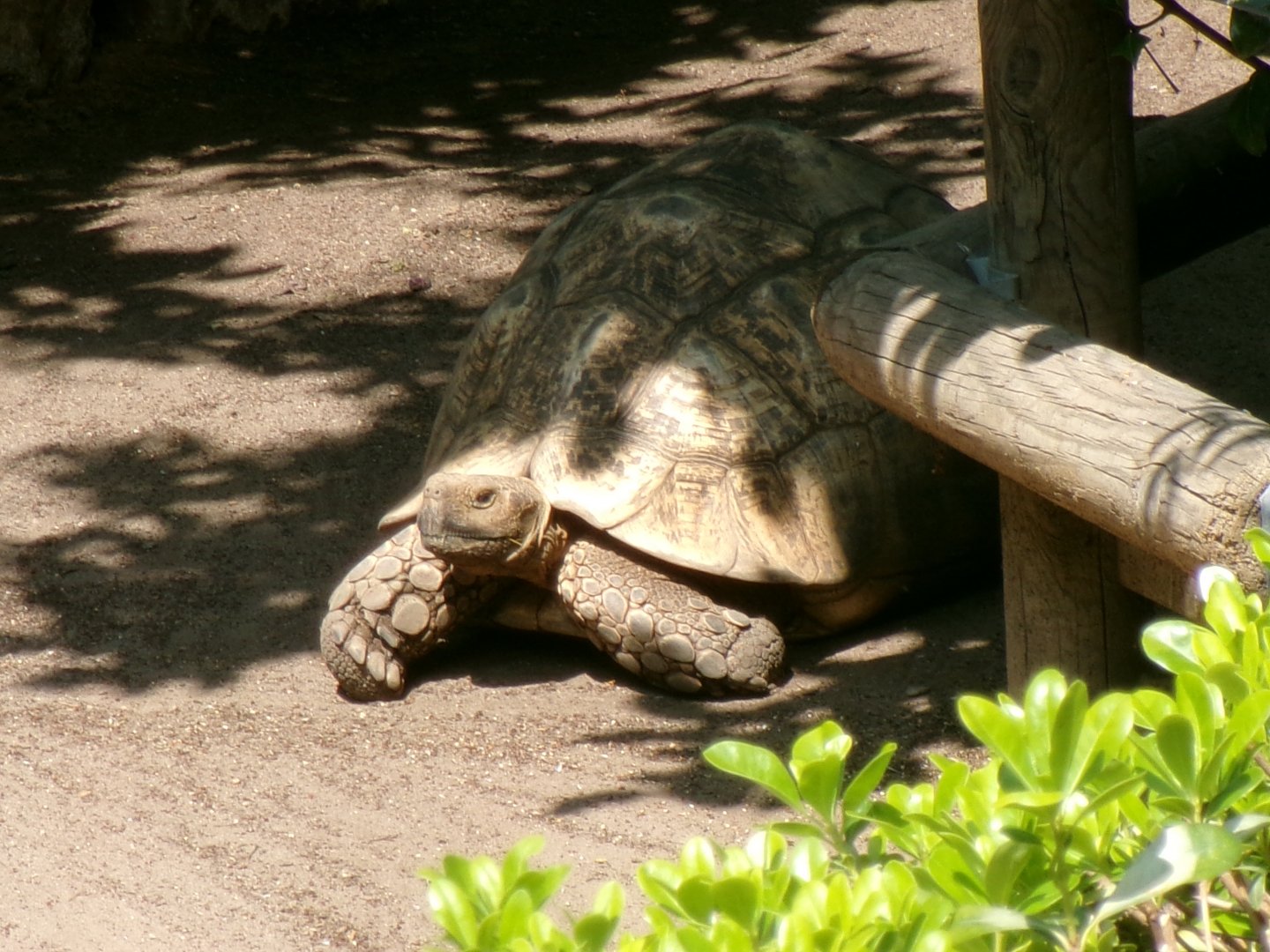 Leopard tortoise