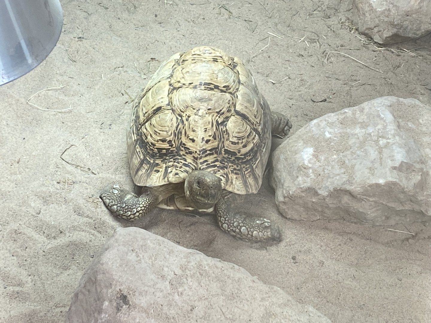 Leopard tortoise