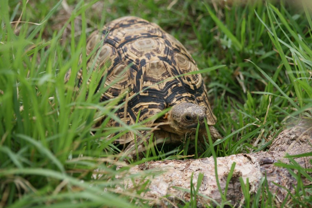 Leopard Tortoise