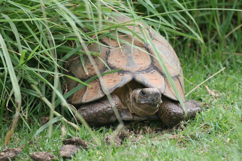 Leopard Tortoise