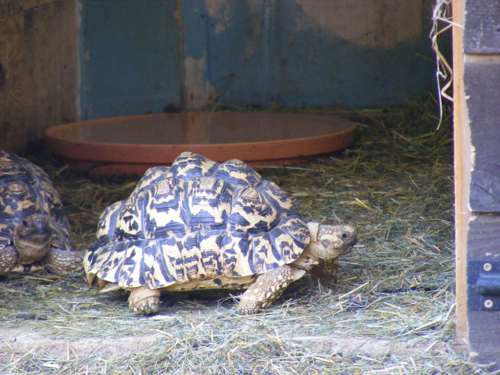 Leopard tortoises at The Ark Animal Sanctuary, 22 April 2011