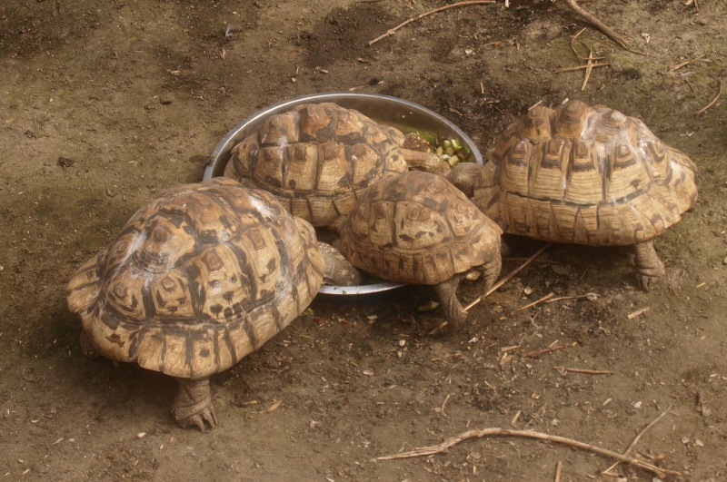 Leopard tortoises feeding (April 19th, 2015)