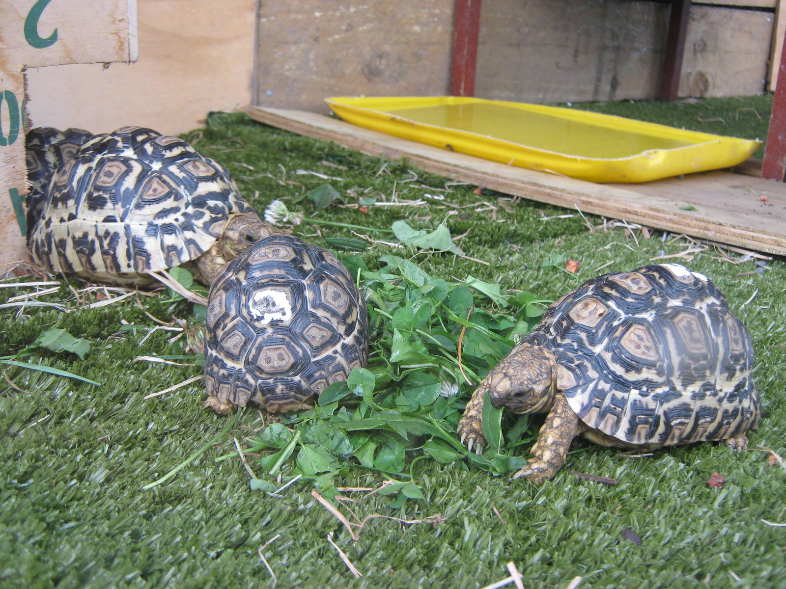 Leopard tortoises (Geochelone pardalis)