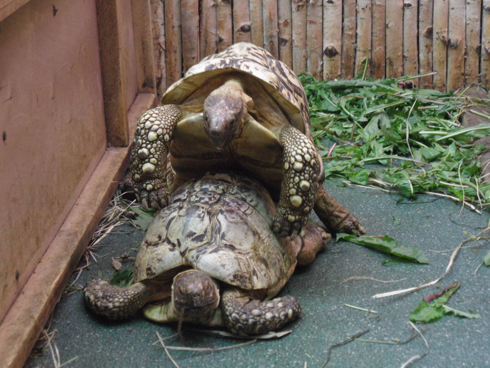 Leopard tortoises/Geochelone pardalis
