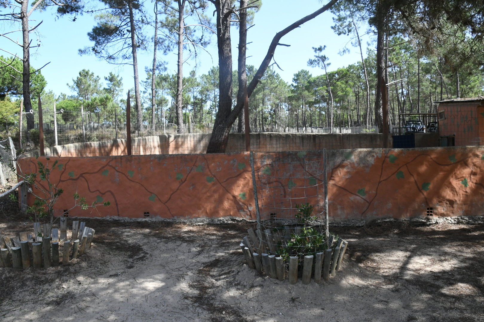 Leopard Tortoises pen