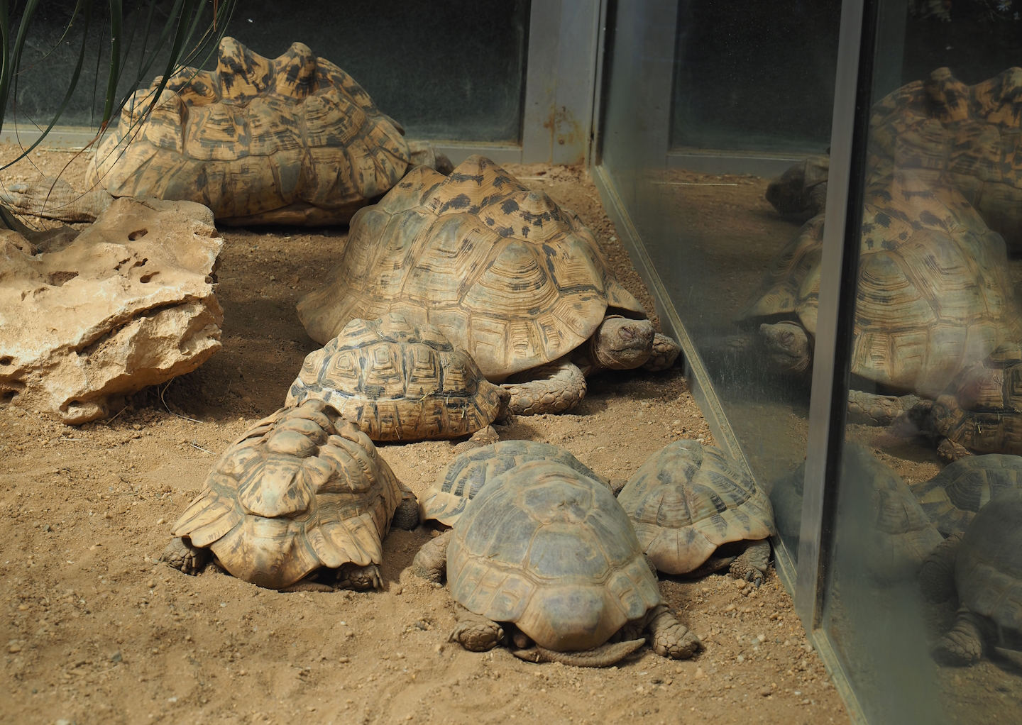 Leopard tortoises (Stigmochelys pardalis) and Hermann’s tortoises (Testudo hermanni), 2024-06-08