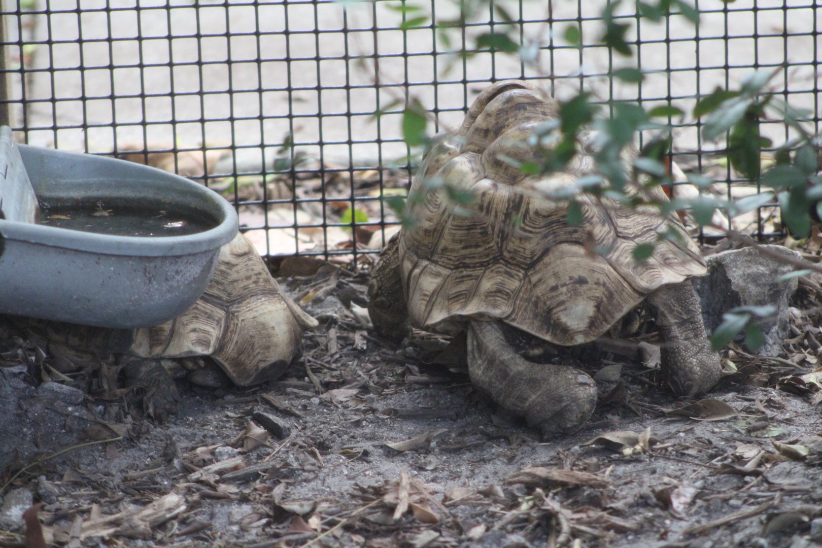 Leopard Tortoises (Stigmochelys pardalis ssp.)