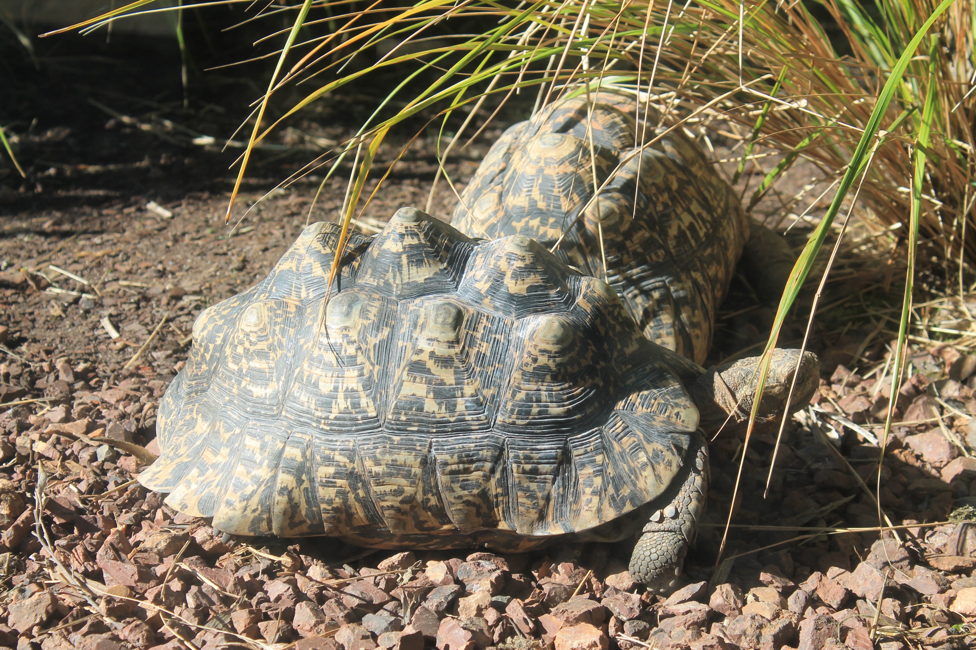 Leopard Tortoises (Stigmochelys pardalis)