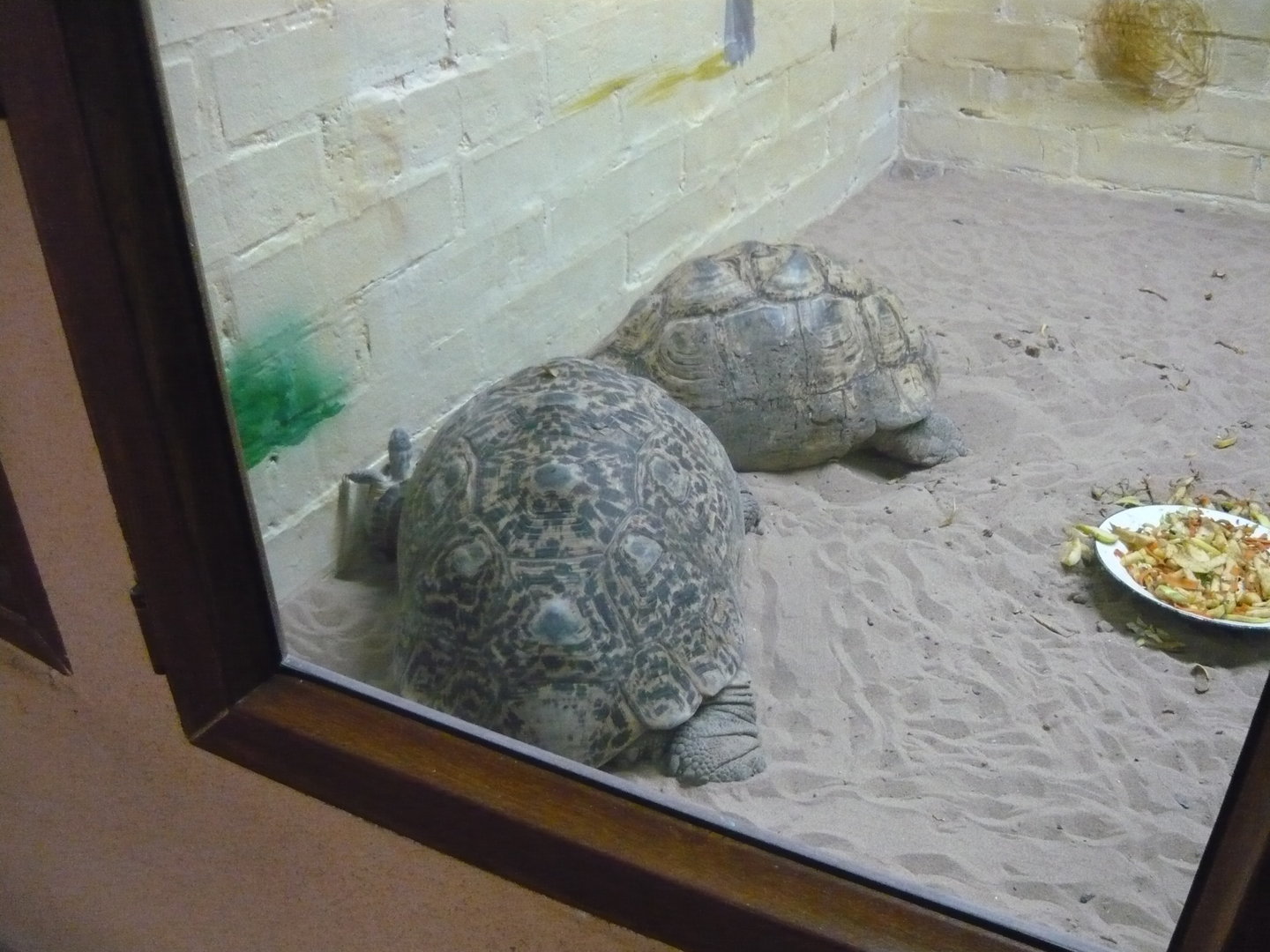 Leopard tortoises (Stigmochelys pardalis)