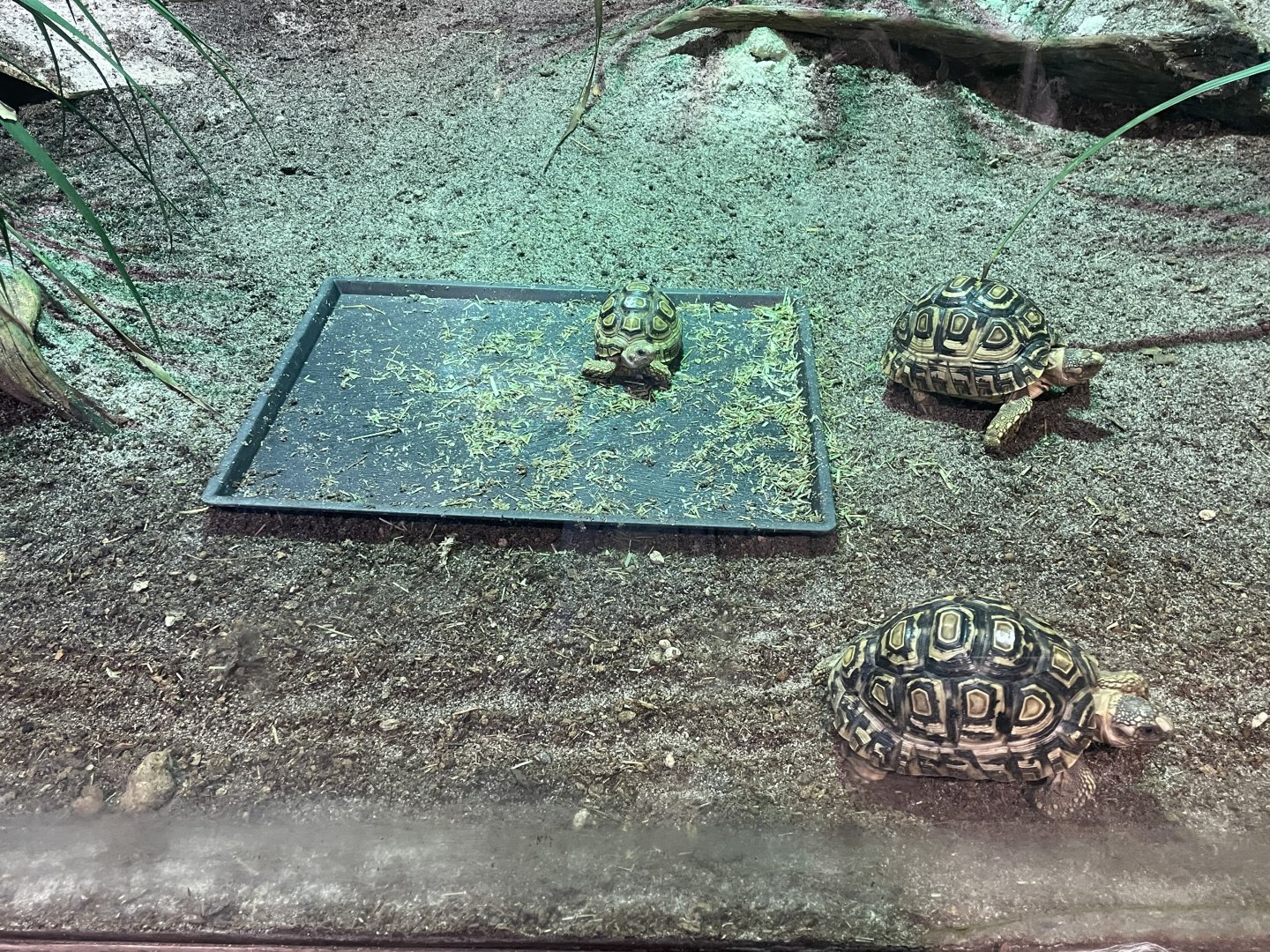 Leopard Tortoises (Stigmochelys pardalis)