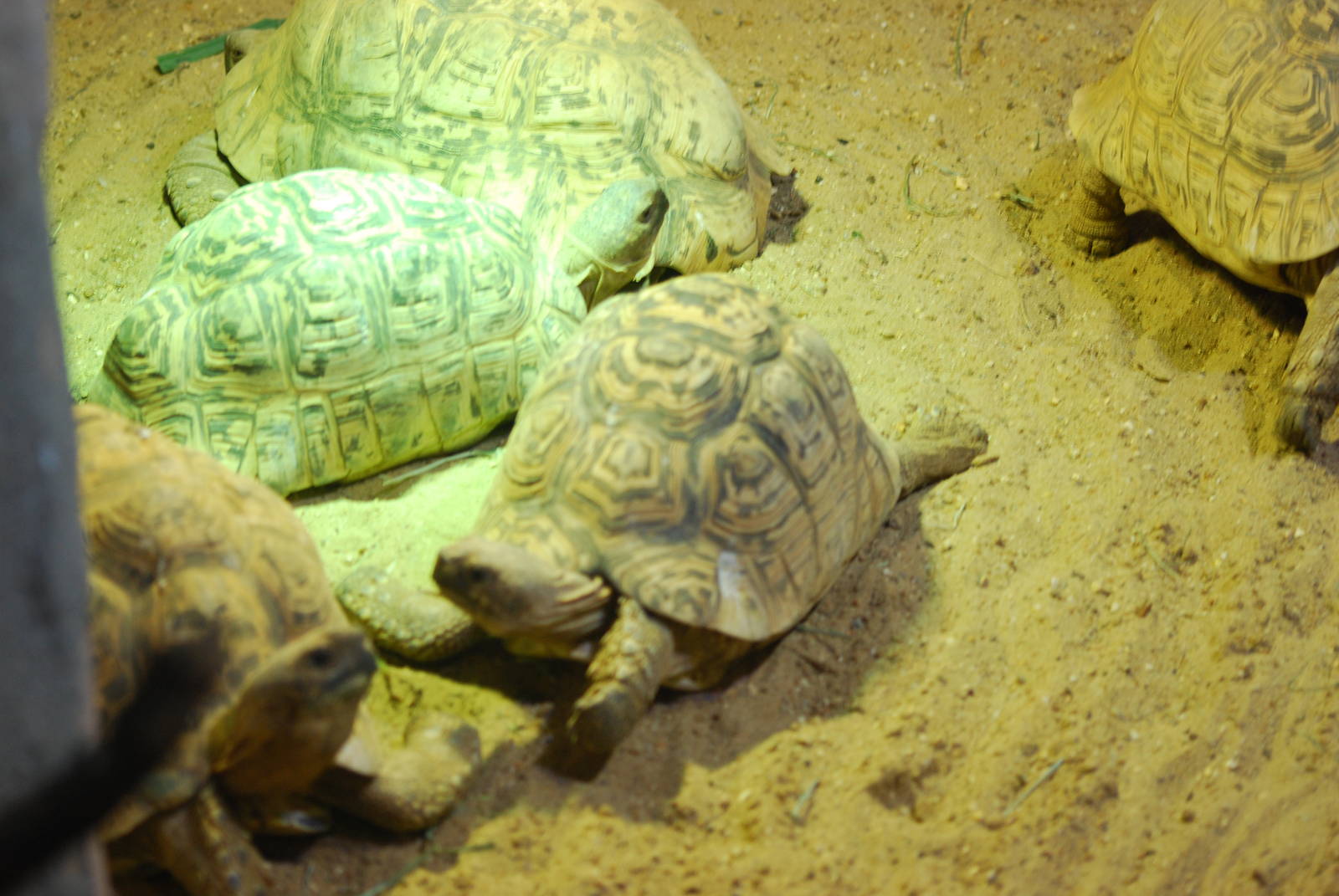 Leopard tortoises