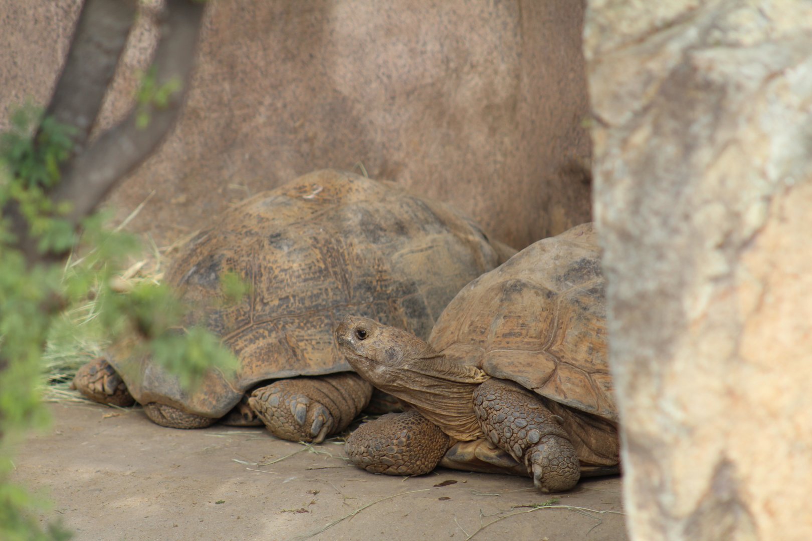 Leopard Tortoises