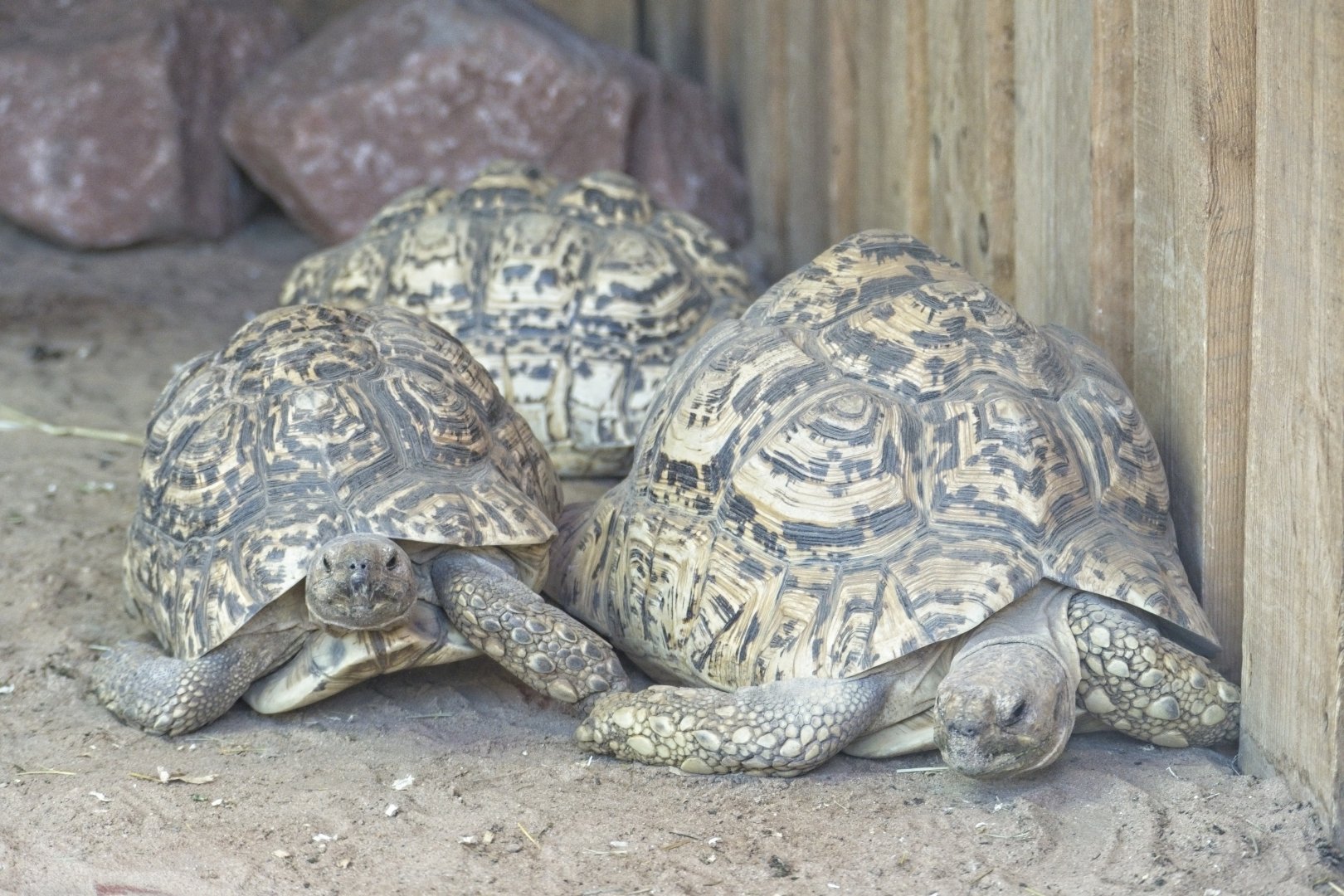 Leopard Tortoises