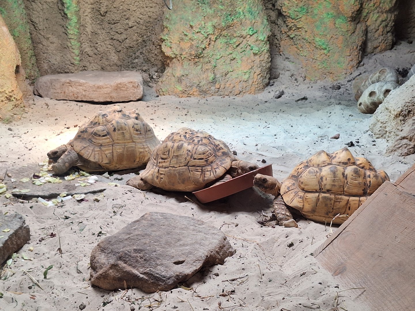 Leopard Tortoises