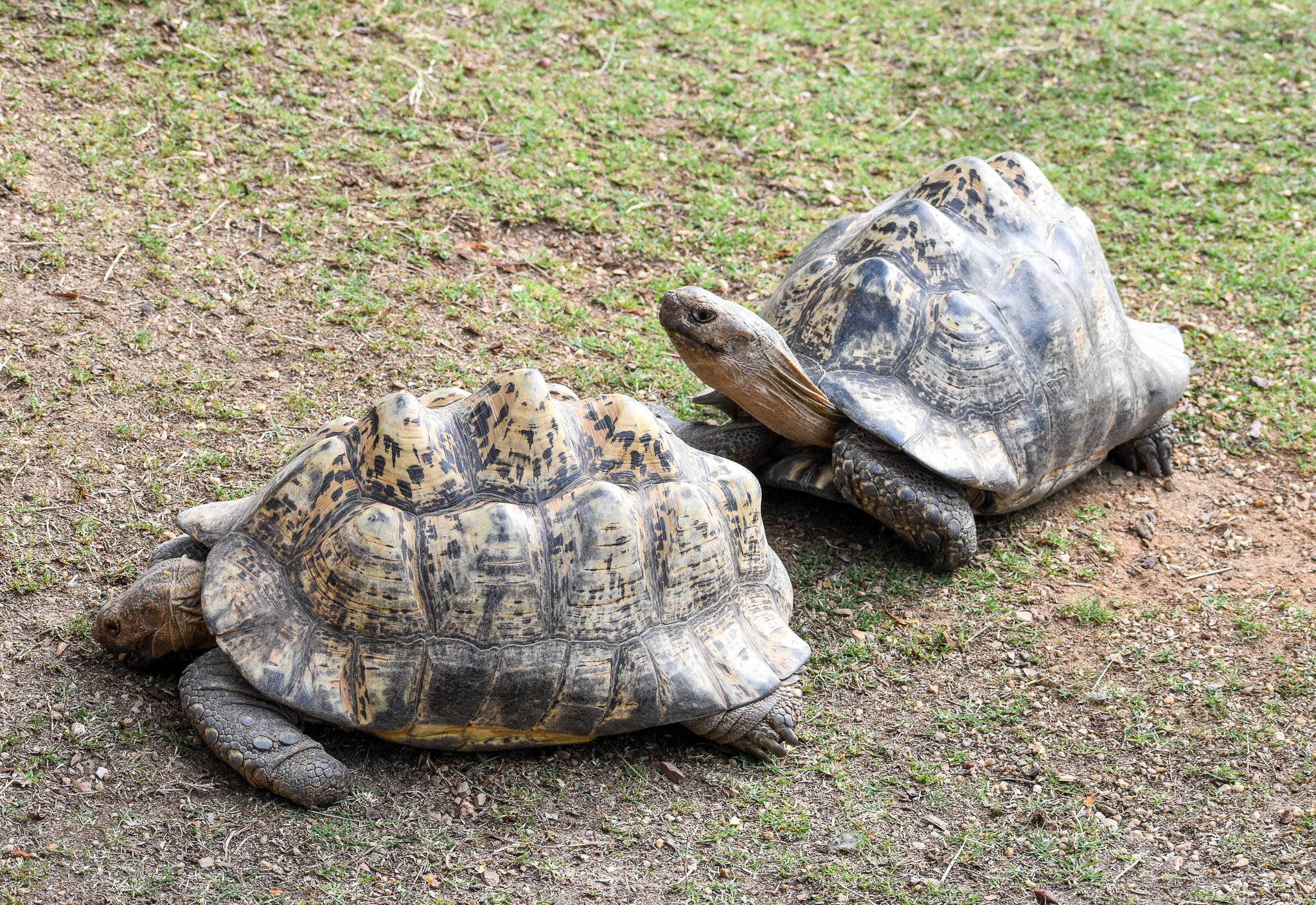 Leopard Tortoises