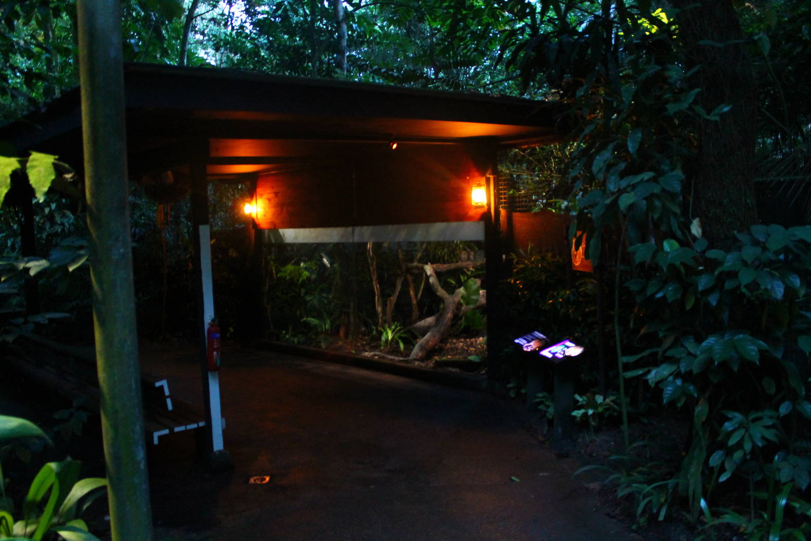 Leopard Trail - Asian Golden Cat exhibit